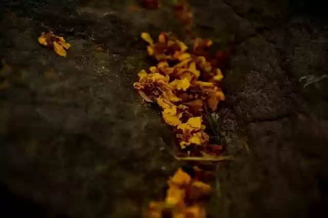 Free download Flowers Beauty Blossom -  free photo or picture to be edited with GIMP online image editor