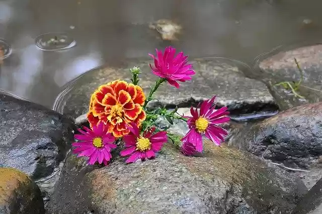 Free download Flowers Beauty The Background -  free photo or picture to be edited with GIMP online image editor