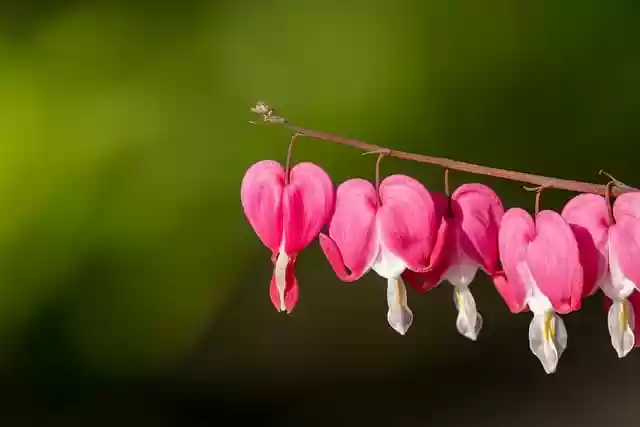 Free download flowers bleeding heart petals flora free picture to be edited with GIMP free online image editor