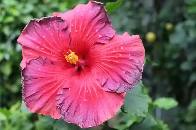 Flowers bloom  screen for extension Chrome web store in OffiDocs Chromium