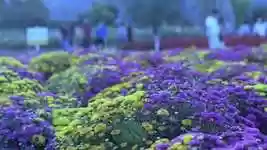 Free download Flowers Bloom Blossom -  free video to be edited with OpenShot online video editor