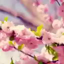 Flowers Blooming in the Sun  screen for extension Chrome web store in OffiDocs Chromium