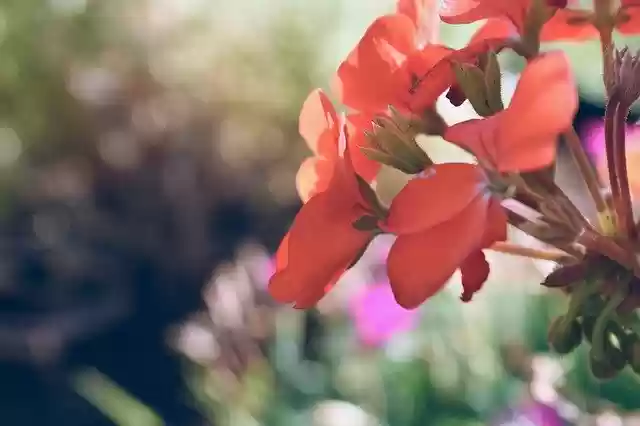 Free download Flowers Blooming Petals -  free photo or picture to be edited with GIMP online image editor