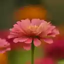 Flowers bloom in spring  screen for extension Chrome web store in OffiDocs Chromium