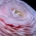 FLOWERS BLOOM Theme  screen for extension Chrome web store in OffiDocs Chromium