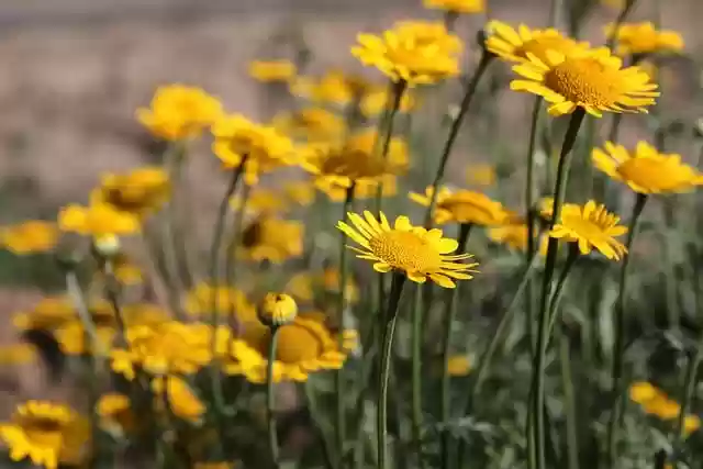 Free download flowers blossoms composites free picture to be edited with GIMP free online image editor