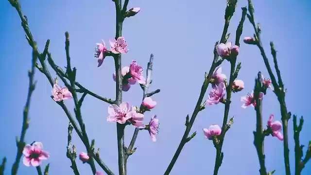 Free download flowers blossoms peach blossom free picture to be edited with GIMP free online image editor