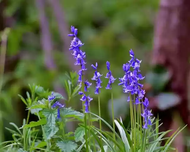 Free download Flowers Blue Bellflower -  free photo or picture to be edited with GIMP online image editor