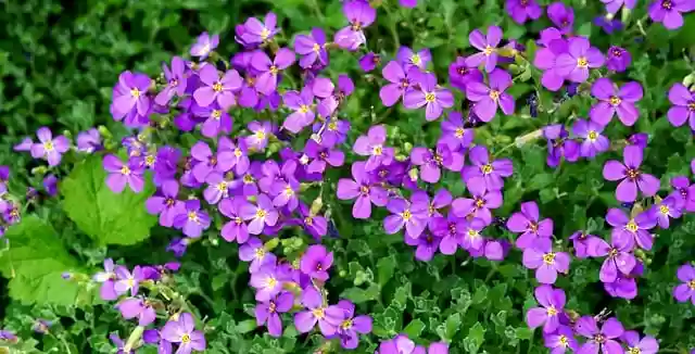 Free download flowers blue blue pillow free picture to be edited with GIMP free online image editor