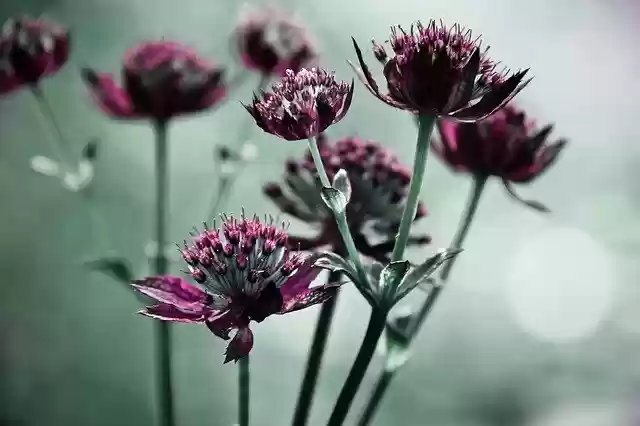 Free download Flowers Bokeh Flower -  free photo or picture to be edited with GIMP online image editor