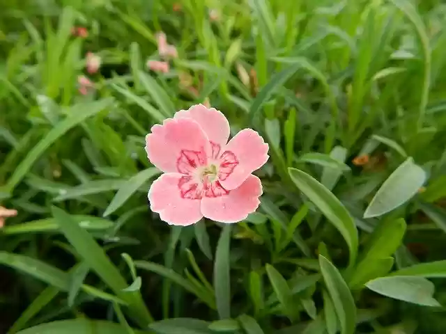 Free download Flowers Botany Nature -  free free photo or picture to be edited with GIMP online image editor