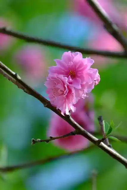 Free download flowers branch cherry blossom free picture to be edited with GIMP free online image editor