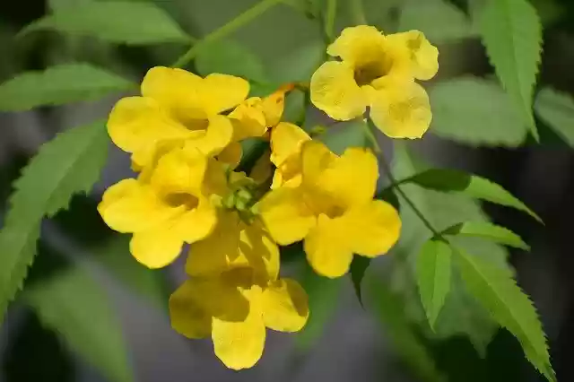 Free download Flowers Branch Spring -  free photo or picture to be edited with GIMP online image editor