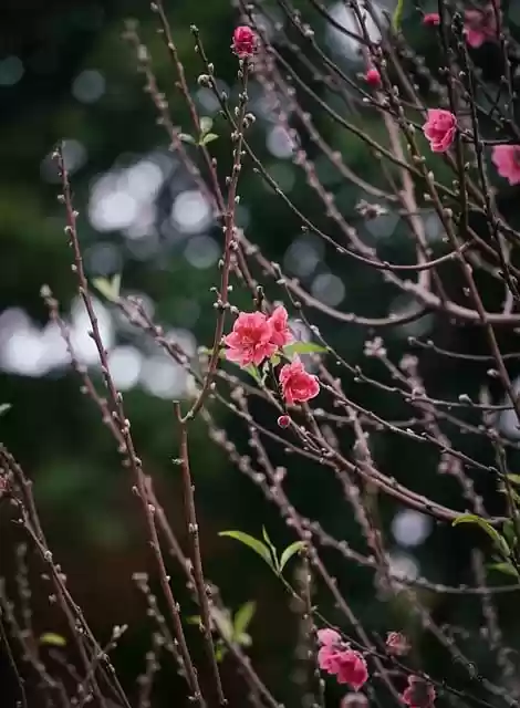 Free download flowers buds petals branches bush free picture to be edited with GIMP free online image editor