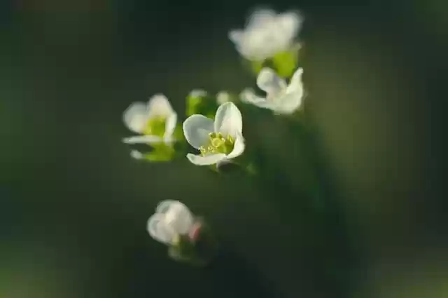 Free download flowers buds petals spring nature free picture to be edited with GIMP free online image editor