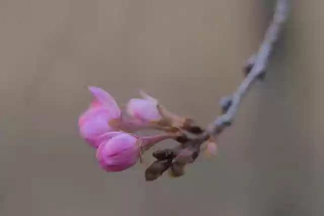 Free download flowers buds snow cherry bud free picture to be edited with GIMP free online image editor