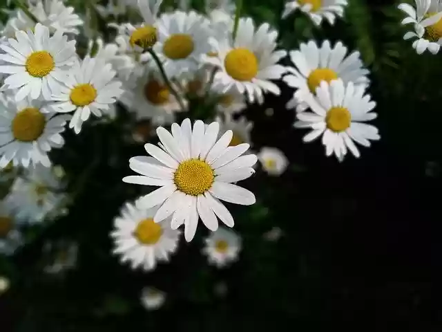 Free download Flowers Chamomile Bloom -  free photo or picture to be edited with GIMP online image editor