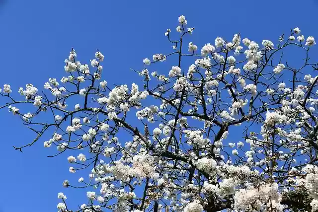 Free download flowers cherry blossoms free picture to be edited with GIMP free online image editor