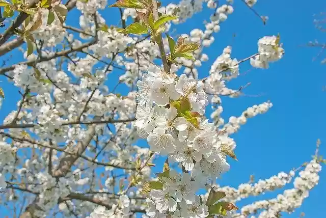 Free download Flowers Cherry Blossom Spring -  free photo or picture to be edited with GIMP online image editor
