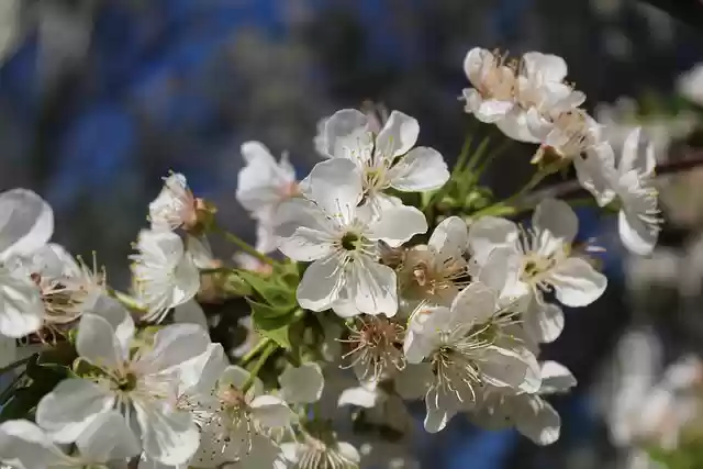 Free download flowers cherry blossoms tree bloom free picture to be edited with GIMP free online image editor