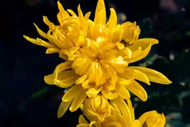 Free download flowers chrysanthemum blossom fall free picture to be edited with GIMP free online image editor