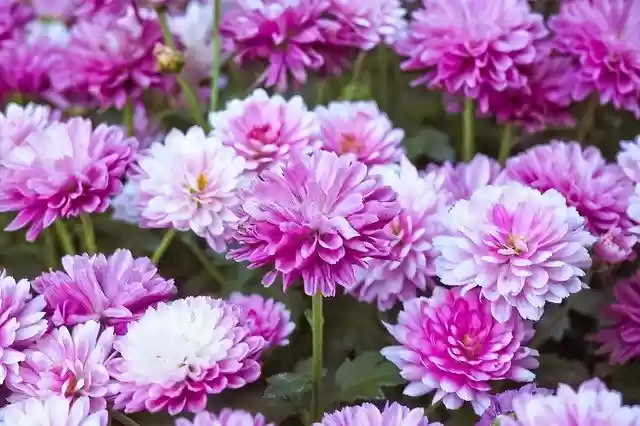 Free download Flowers Chrysanthemum Plant -  free photo or picture to be edited with GIMP online image editor