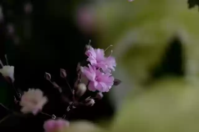 Free download Flowers Chrysanthemum There free photo template to be edited with GIMP online image editor