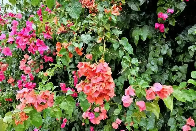 Free download Flowers Colorful Flowering Vines -  free photo or picture to be edited with GIMP online image editor