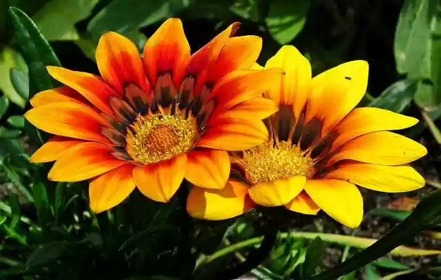 Free download Flowers Colorful Nature The -  free photo or picture to be edited with GIMP online image editor