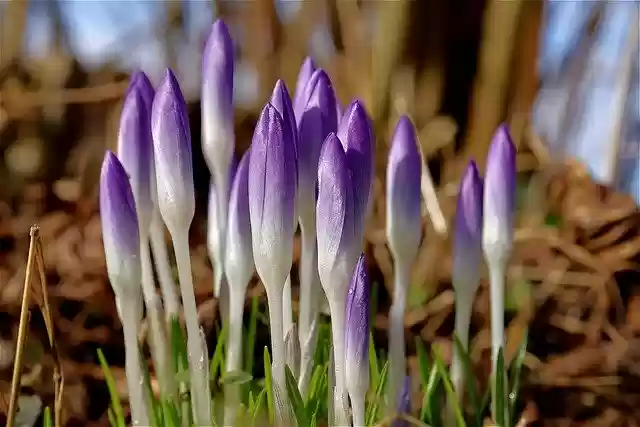 Free download flowers crocus botany bud growth free picture to be edited with GIMP free online image editor