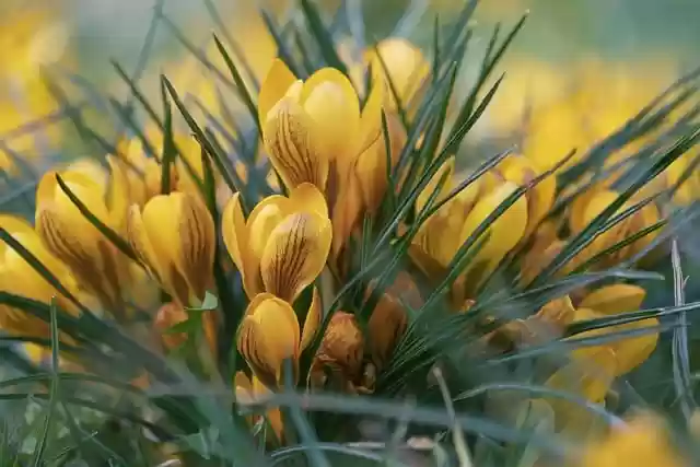 Free download flowers crocuses bloom blossom free picture to be edited with GIMP free online image editor