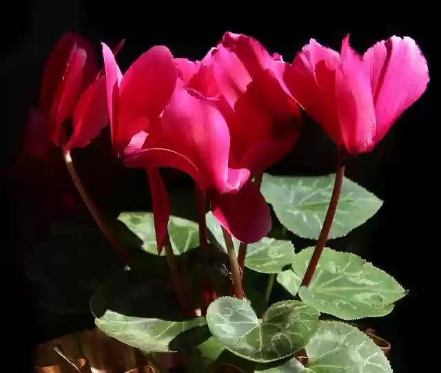 Free download Flowers Cyclamen Bulbs -  free photo or picture to be edited with GIMP online image editor