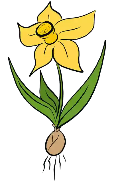 تنزيل مجاني للرسوم التوضيحية لـ Flowers Daffodil Daffodils ليتم تحريرها باستخدام محرر الصور عبر الإنترنت GIMP