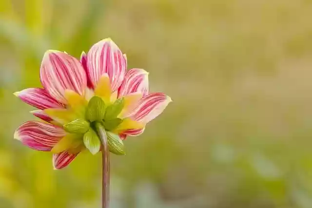 Free download flowers dahlia flora spring garden free picture to be edited with GIMP free online image editor