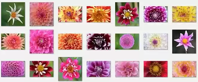Bezpłatne pobieranie Flowers Dahlia Nature - bezpłatna ilustracja do edycji za pomocą bezpłatnego edytora obrazów online GIMP