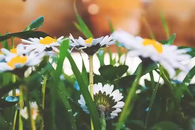 Free download Flowers Daisies Spring -  free photo or picture to be edited with GIMP online image editor