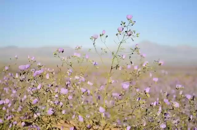 دانلود رایگان Flowers Desert Lilac Flower - عکس یا تصویر رایگان قابل ویرایش با ویرایشگر تصویر آنلاین GIMP