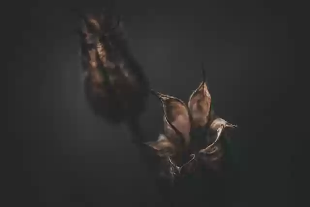 Free download flowers dried flowers nature fall free picture to be edited with GIMP free online image editor