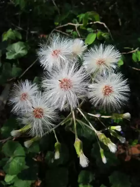 Free download Flower Seed Plants -  free photo or picture to be edited with GIMP online image editor