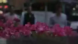 Free download Flowers Evening Windy -  free video to be edited with OpenShot online video editor