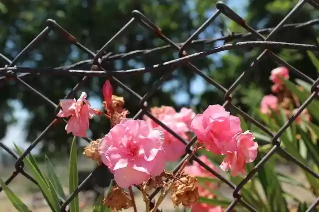 Free download Flowers Fence Growing -  free photo or picture to be edited with GIMP online image editor