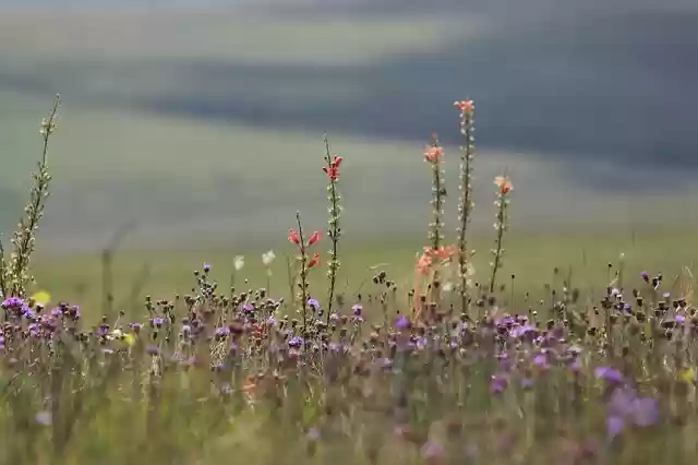 Free download flowers field minas free picture to be edited with GIMP free online image editor