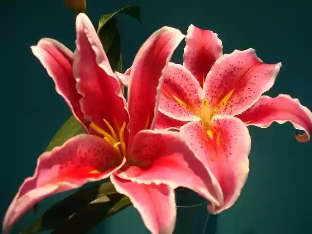 Free download Flowers Fix Decoration -  free photo or picture to be edited with GIMP online image editor