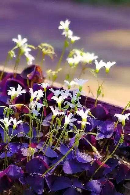 Free download Flowers Flower Butterfly Wings -  free photo or picture to be edited with GIMP online image editor