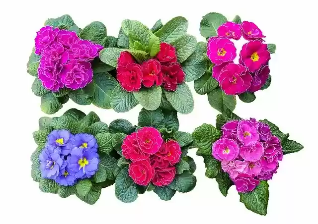 Free download Flowers Flower Easter -  free illustration to be edited with GIMP free online image editor