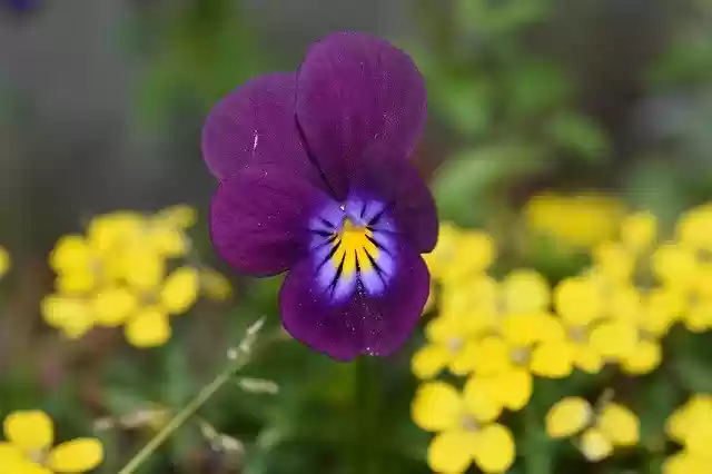 Free download Flowers Flower Violets -  free photo or picture to be edited with GIMP online image editor