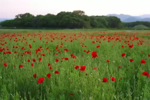 Free download Flowers Forest Plants -  free photo or picture to be edited with GIMP online image editor