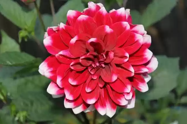 Muat turun percuma Flowers Garden Dahlias - foto atau gambar percuma untuk diedit dengan editor imej dalam talian GIMP