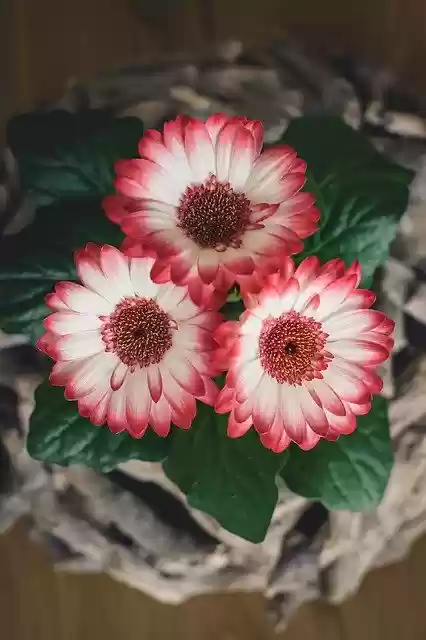 Free download Flowers Gerbera Spring -  free photo or picture to be edited with GIMP online image editor