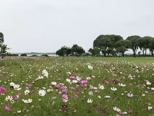 Free download Flowers Grassland -  free photo or picture to be edited with GIMP online image editor